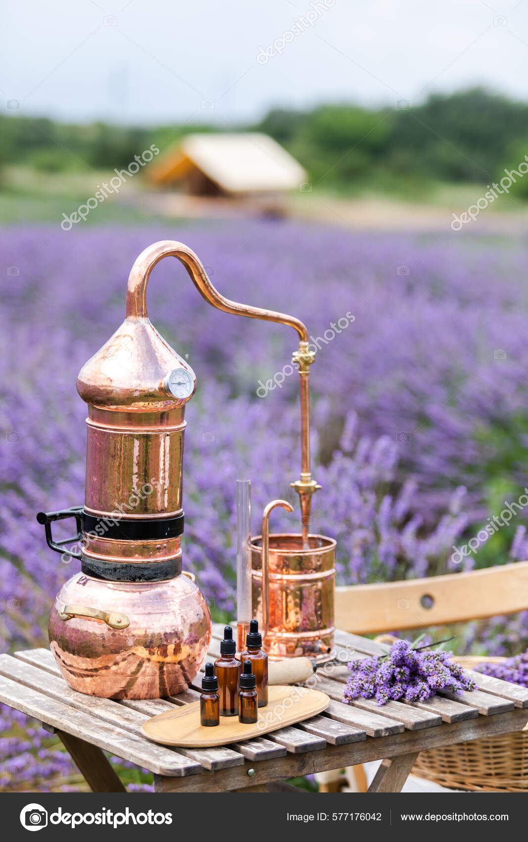 How to Distill Lavender Essential Oils