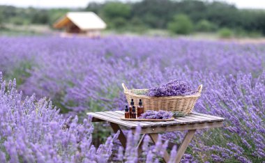 Kehribar lavanta yağı şişesi. Provence 'deki Violet lavanta tarlası