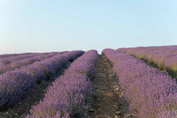 Campo Lavanda Atardecer Filas Lavenda Floreciente Hacia Horizonte Provenza Región —  Fotos de Stock