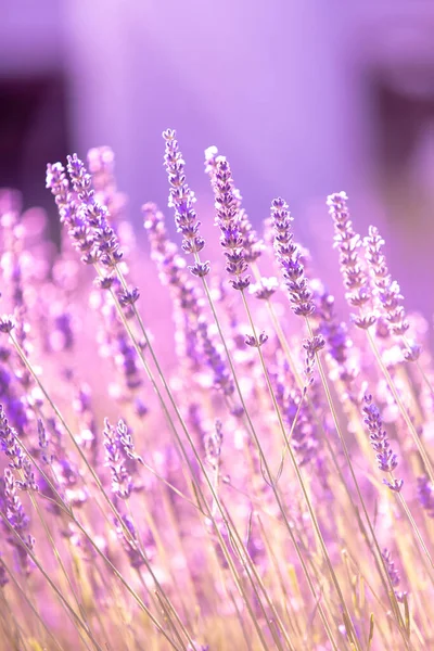 Lavendel Buskar Närbild Vid Solnedgången Solnedgången Glimmar Över Lila Blommor — Stockfoto