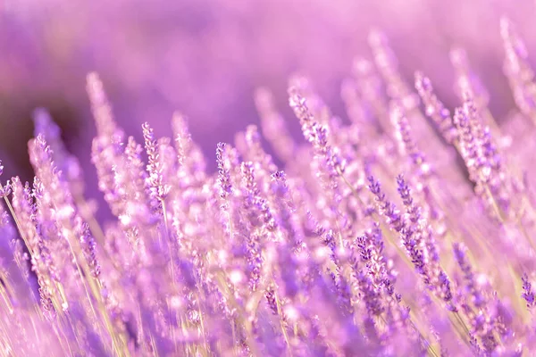 日没にラベンダーの茂みが閉じます ラベンダーの紫色の花に沈む夕日 フランスのプロバンス地方 — ストック写真