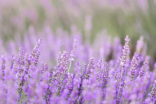 Arbustos Lavanda Primer Plano Atardecer Atardecer Brilla Sobre Flores Púrpuras — Foto de Stock