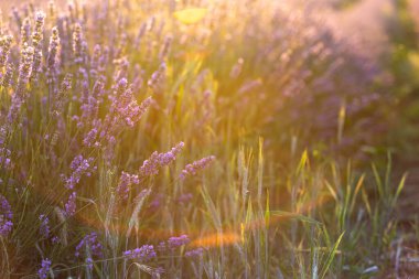 Gün batımında lavanta çalıları kapanır. Mor lavanta çiçeklerinin üzerinde gün batımı ışıldıyor. Fransa 'nın Kaynak Bölgesi