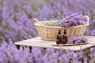 Kehribar lavanta yağı şişesi. Provence 'deki Violet lavanta tarlası