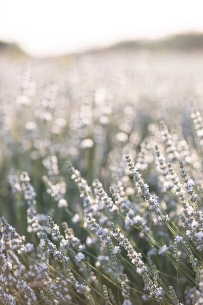 法国普罗旺斯一片白色薰衣草地的落日 — 图库照片