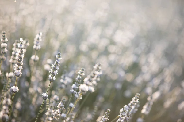 法国普罗旺斯一片白色薰衣草地的落日 — 图库照片