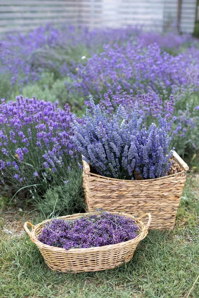 Skördesäsong Lavendel Buketter Och Korg — Stockfoto