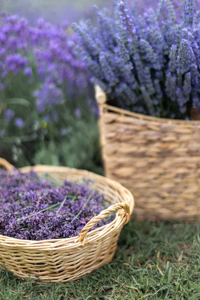 Stagione Del Raccolto Bouquets Lavanda Cesto — Foto Stock