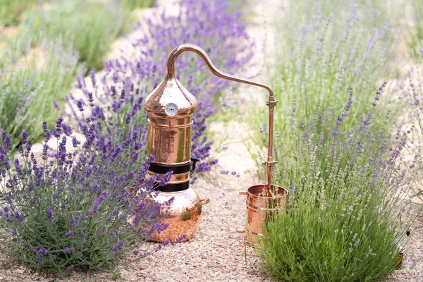 Distillation Lavender Essential Oil Hydrolate Copper Alambic Flowering Field — Stock Photo, Image