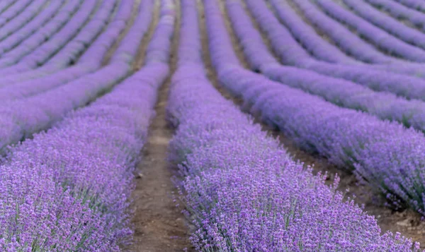 Lavendelfält Vid Solnedgången Rader Blommande Lavende Till Horisonten Provence Regionen — Stockfoto