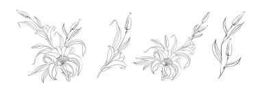 Beyaz arkaplanda zambak kümesi