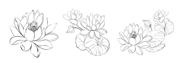 Set Differents Water Lily White Background — Archivo Imágenes Vectoriales
