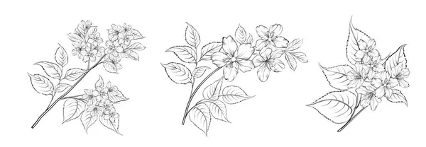 白色背景下的一组差异Sakura — 图库矢量图片