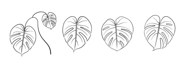 Set Different Leaves Monstera White Background — 스톡 벡터