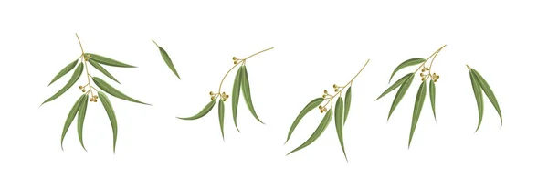 白い背景に異なるユーカリの葉のセット — ストックベクタ