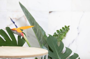 Canlı arkaplanda tropikal yapraklar. Düzleştirilmiş yaz kompozisyonu.