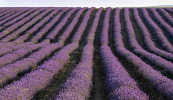 Lavendelfeld Bei Sonnenuntergang Reihen Blühenden Lavendels Bis Zum Horizont Region — Stockfoto