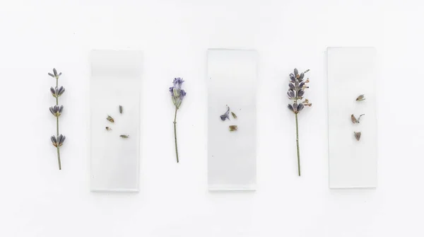 Zole Edilmiş Arka Planda Lavanta Buketleri Mor Çiçekler — Stok fotoğraf