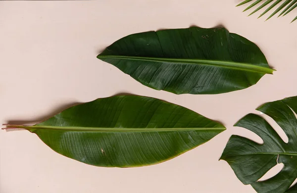 Bovenaanzicht Tropische Bladeren Levendige Achtergrond Vlakke Lay Zomersamenstelling — Stockfoto