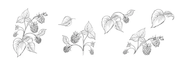 Set Different Branches Raspberries White Background — Archivo Imágenes Vectoriales