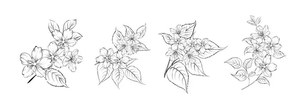 Set Diferentes Sakura Sobre Fondo Blanco — Archivo Imágenes Vectoriales
