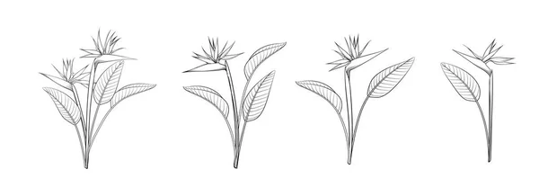 Set Different Flowers Strelitzia White Background — Stockový vektor