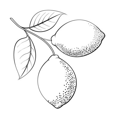 Beyaz arkaplanda farklı limonlar dizisi