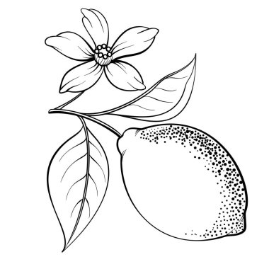 Beyaz arkaplanda farklı limonlar dizisi