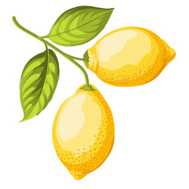 Beyaz arkaplanda farklı limonlar dizisi