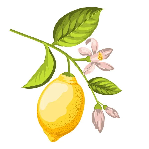 Set Differents Lemones Branch White Background — Stock Vector