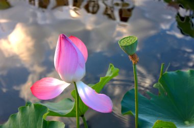 Lotus günbatımı