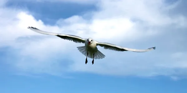 Bird from heaven into sky — Stock Photo, Image