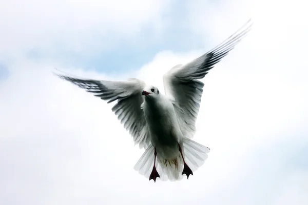 Bird from heaven into sky — Stock Photo, Image