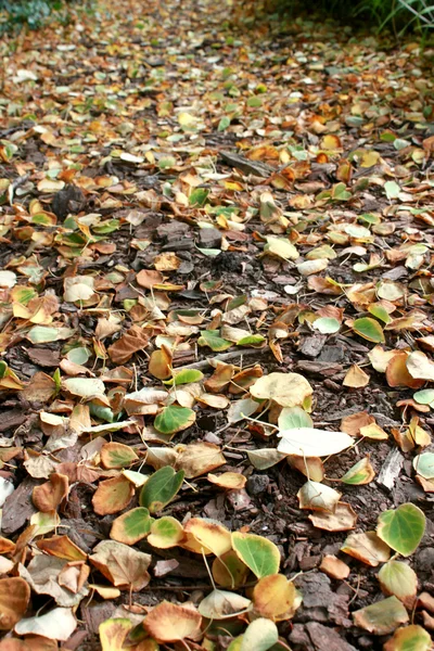 Outono, folhas e terra — Fotografia de Stock