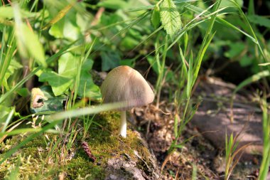 Grey mashroom inside grass