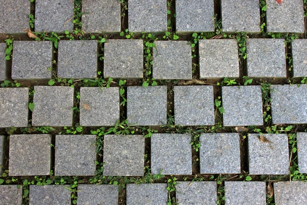 Golv kakel väg med grön växt — Stockfoto