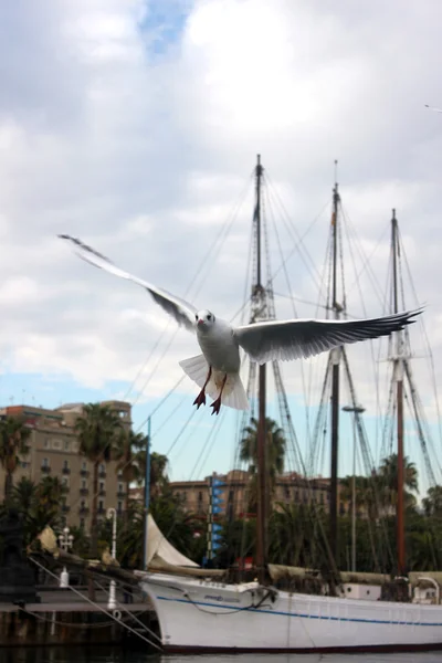 Mouette de mer avec voilier — Photo