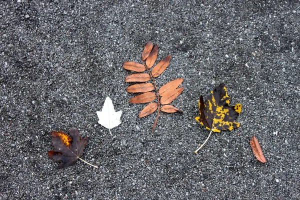 Colorful leaf on the ground — Stock Photo, Image