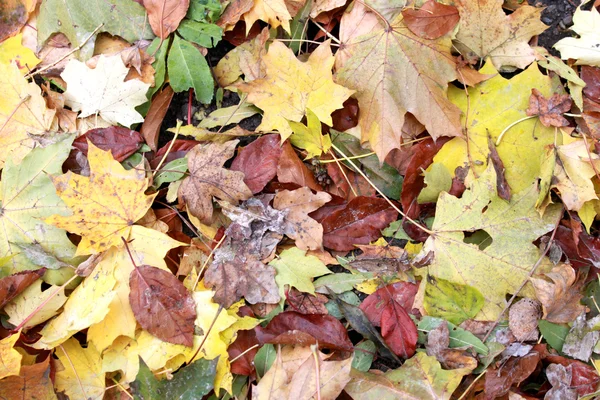 Bayas rojas pequeñas en otoño — Foto de Stock