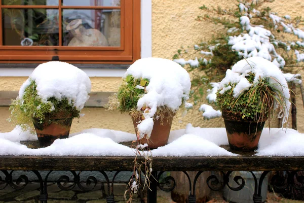 Kar ile Saksı bitkileri Telifsiz Stok Fotoğraflar