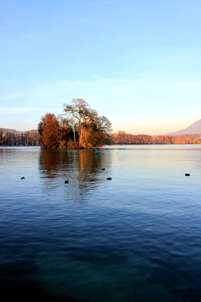 Albero nel lago di Annecy — Foto Stock