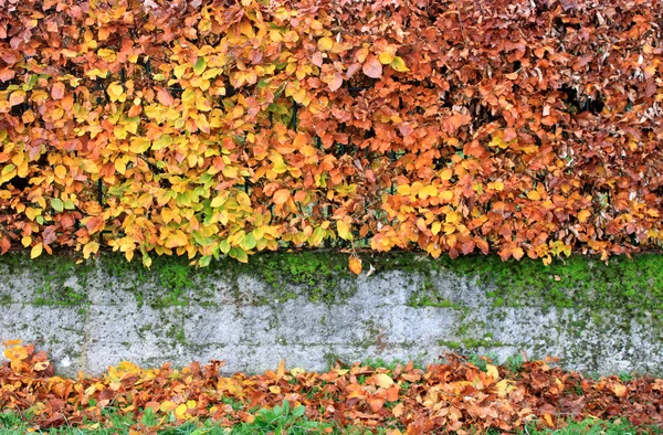 Parede de sebes no inverno — Fotografia de Stock