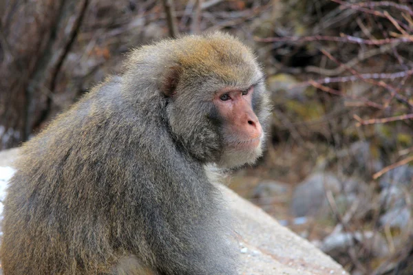 Rhesus monkey in Tibet — Stock Photo, Image