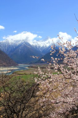Nyingchi ili tibet bahar