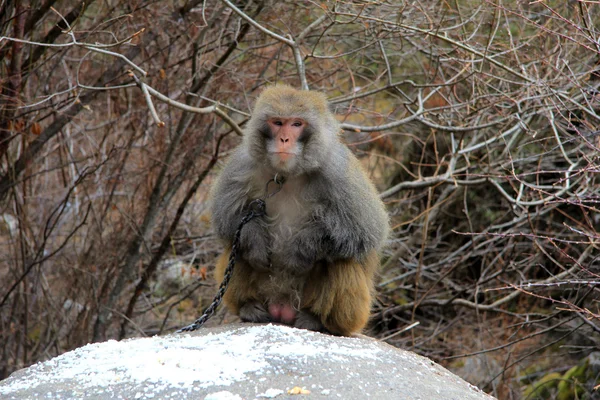 Macaco rhesus no Tibete — Fotografia de Stock
