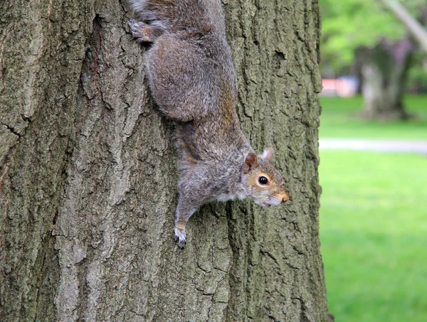 Eichhörnchen in Boston gemein — Stockfoto