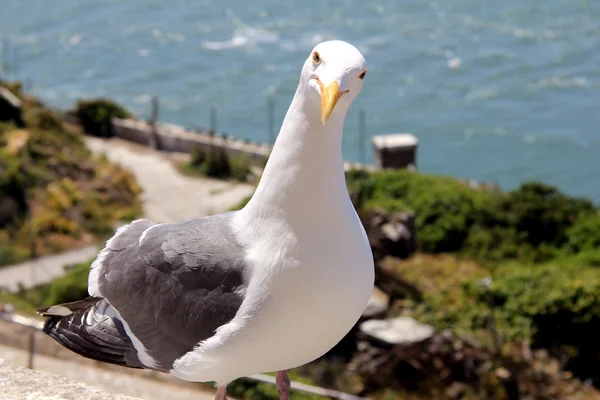 La gaviota marina está mirando — Foto de Stock