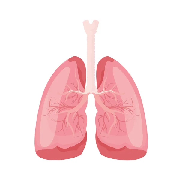 Polmoni Organo Interno Umano Illustrazione Dei Polmoni Umani Illustrazione Vettoriale — Vettoriale Stock