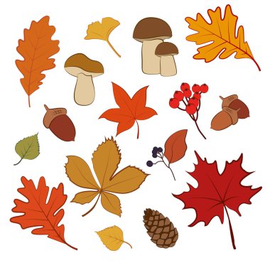 Yaprak, meşe palamudu, çiçek, mantar ve böğürtlen gibi sonbahar elementlerinin el yapımı Vektör Çizimi. Poster, kartpostal, internet için resim.