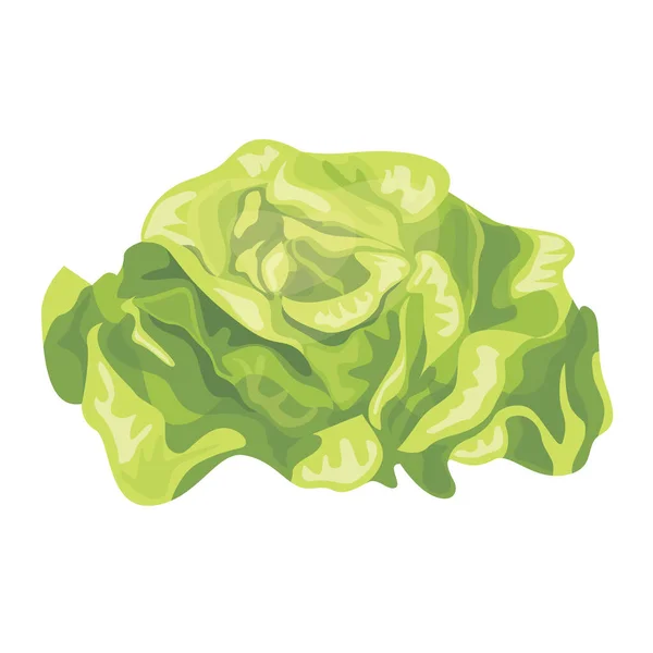 Vektorillustration des Kohl-Sets. Weißkohl. Isoliert auf weißem Hintergrund. Gesunde Biolebensmittel, frisches grünes Gemüse im Cartoon-Flach-Stil. — Stockvektor